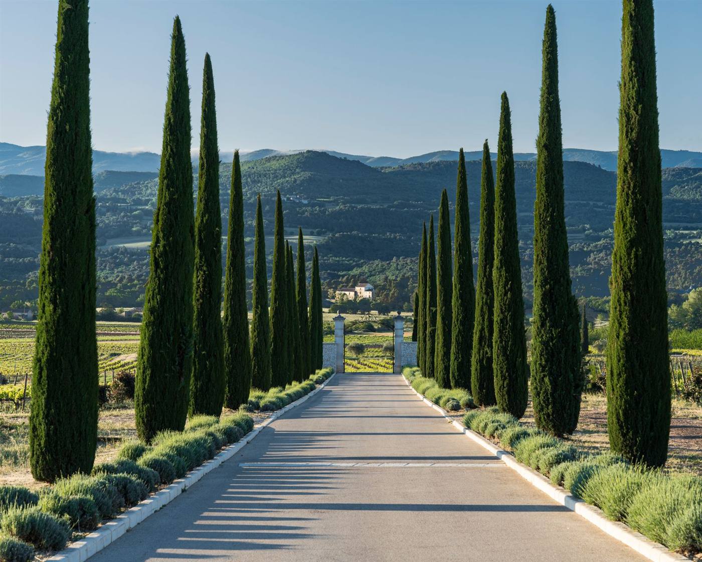Allée de cyprès menant à un domaine provençal