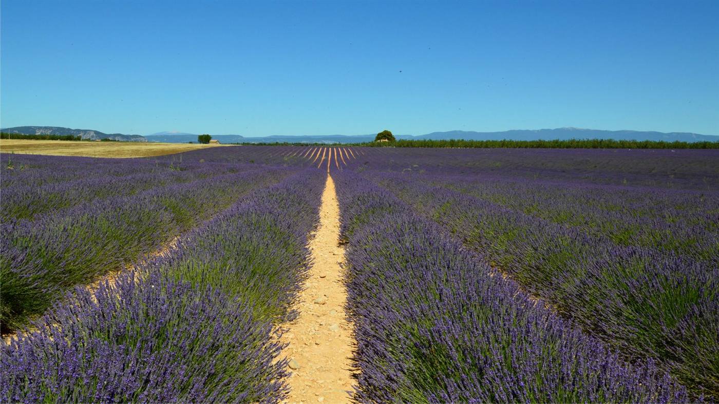 Rangs de lavande en Provence sous un ciel bleu